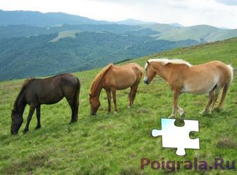 Скриншот игры Пазл, лошади на лугу Картинка к игре Пазл, лошади на лугу